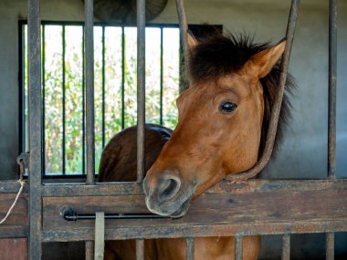 Brown horses standing in stall, locked cage in the room building. Horse portrait photography.