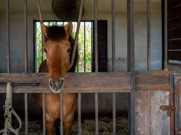 Brown horses standing in stall, locked cage in the room building. Horse portrait photography.