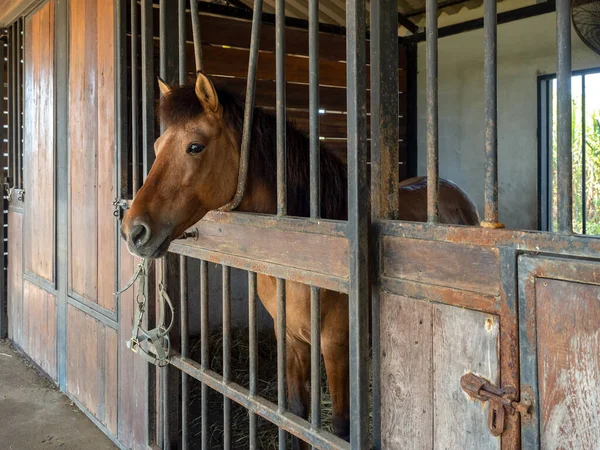 Brown horses standing in stall, locked cage in the room building. Horse portrait photography.