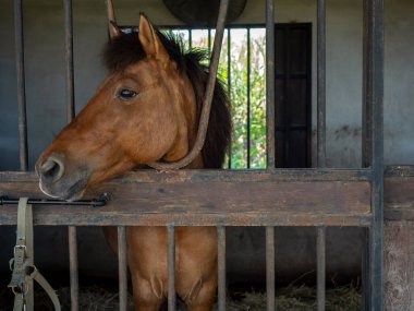 Brown horses standing in stall, locked cage in the room building. Horse portrait photography.