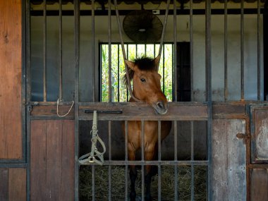 Brown horses standing in stall, locked cage in the room building. Horse portrait photography.
