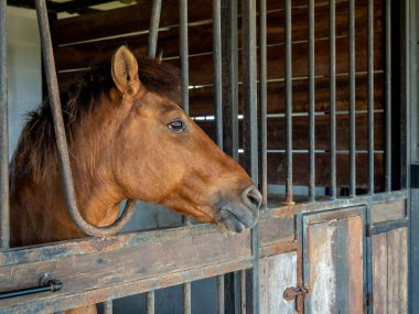 Brown horses standing in stall, locked cage in the room building. Horse portrait photography.