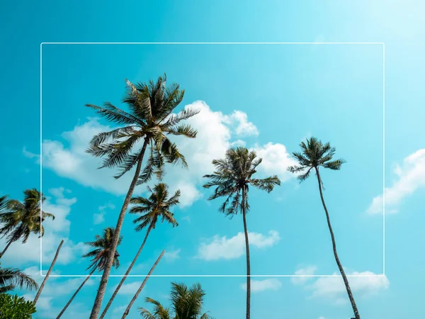 Bílá Tenká Čára Rám Letním Pozadí Mnoha Vysokými Tropických Kokosových — Stock fotografie