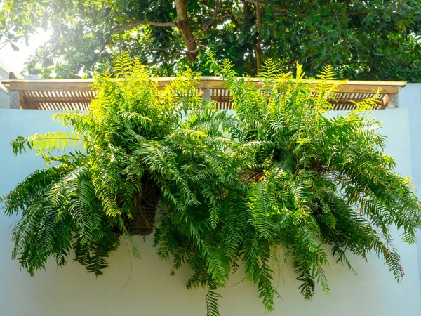 stock image Boston fern plant (Nephrolepis exaltata Bostoniensis) hanging on basket on white wall building background. Beautiful fresh green common sword fern leaves, outdoor decoration.