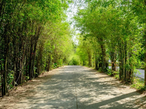 Бамбуковый Лесной Дорожный Фон Пустая Бетонная Улица Ведущая Джунгли Между — стоковое фото