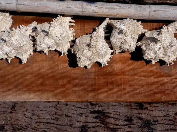 Gyönyörű Fehér Óriás Müzli Héj Száradó Napon Fából Készült Táblák — Stock Fotó