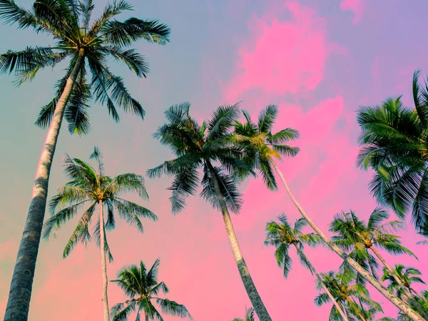 Vysoké Kokosové Palmy Džungle Pozadí Letní Barevné Obloze Fantazie Barevný — Stock fotografie