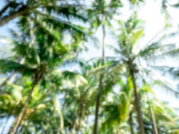 Zamazane Zielone Liście Wysokiej Tropikalnej Palmy Dżungli Tło Nieba Światłem — Zdjęcie stockowe
