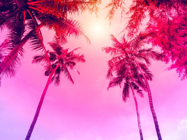 Kokospalmen Sommer Bunter Himmel Mit Sonnenstrahlen Schöner Tropischer Roter Rosafarbener — Stockfoto