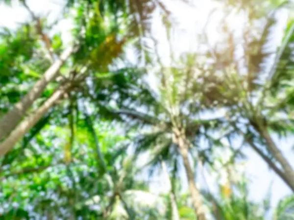 背の高い熱帯のヤシの木のジャングルと太陽の光と空の背景の青緑色の葉 太陽の日のヤシの木の背景が濃い緑色のぼんやりとしたボケ 下からの眺め — ストック写真