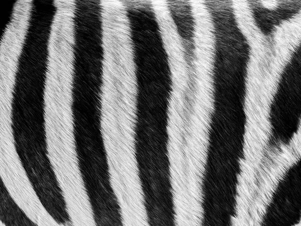 Zebra fur pattern background, black and white style. close up black and white colors of zebra surface skin texture background.