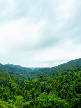 Olgun ağaçlarla dolu verimli tropikal yağmur ormanlarının manzarası ve yağmurlu mevsimde serin hava ve bulutlarla karışık dağlar ve sis. İnanılmaz yeşil çevre arka planı, dikey.