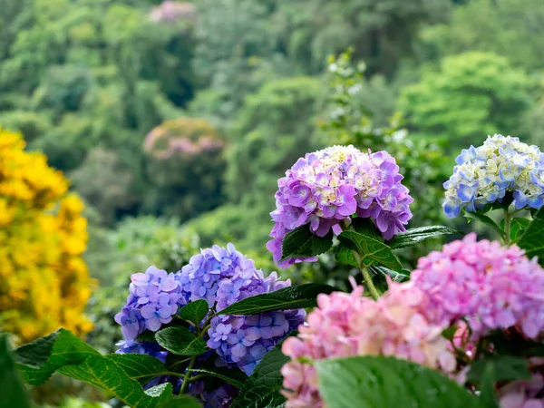 Beautiful flower, Hydrangea flowers, Hydrangea Macrophylla blooming in the garden. Purple, blue and pink colors of Hydrangea with green leaves in the park.