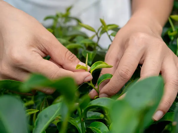 Close-up woman farmer\'s hand picking fresh organic green tea leaf in tea farm plantation agriculture on green leaves background.