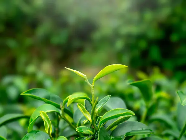 Close-up of growth green tea leaf in the organic tea farm, tea plantation background. Closeup fresh nature green tea leaves plant, agriculture field.