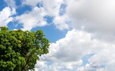 Yeşil yapraklar doğada, büyük büyüme ağacı mavi gökyüzünde tek başına güneşli bir günde kabarık beyaz bulutlu arka planda duruyor. Taze yaz gökyüzünün resmi, yatay afiş. 