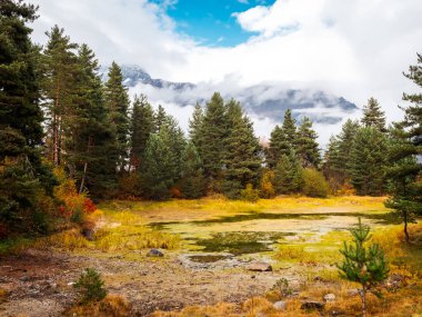 Çam ağaçlarının yeşili, sonbahar mevsiminde mavi gökyüzü parkındaki gölette sarı kurumuş yapraklar ve bulutlar. Güzel bir sonbahar, Ekim 'de doğa manzarası..