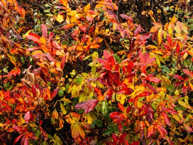 Yeşil, sarı, kırmızı yapraklar, sonbahar mevsiminde ağaçlar. Açık hava parkında renkli ağaç yaprağı arka planı. Güzel bir sonbahar ağacı, ekim ayında doğa sahnesi..