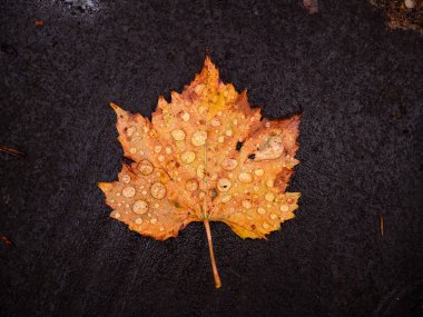 Düşen tek bir akçaağaç yaprağının üzerine doğal çiy damlaları düşer. Güzel sonbahar sarı yaprakları, sonbahar mevsimi renk değiştirir..