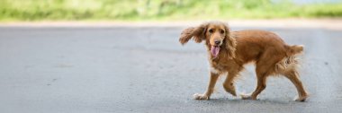 Altın cocker spaniel yolda yürüyor. Parlak, doğal renkler, evcil hayvan bakımı ve yaşam tarzı kavramları için uygun. Kopyalama alanı olan geniş pankart.