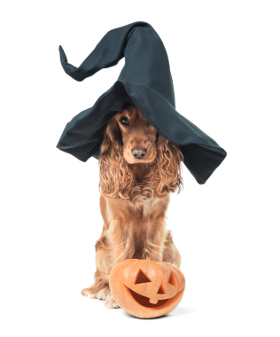 Cadı şapkası takan sevimli cocker spaniel şeffaf bir arkaplanda oyulmuş bir balkabağının arkasında oturuyor. Cadılar Bayramı temalı promosyonlar ve şenlikli dekorlar için mükemmel..