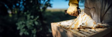 Bir arı kovanını yöneten eldiven giymiş bir arı yetiştiricisinin yakın çekimi. Doğal renkler ve açık hava düzeni. Tarım ve böcek bilimi temaları için ideal. Geniş pankart biçimi.