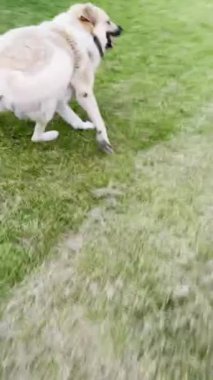 Labrador köpeğinin kaçması ve etrafa bakınması
