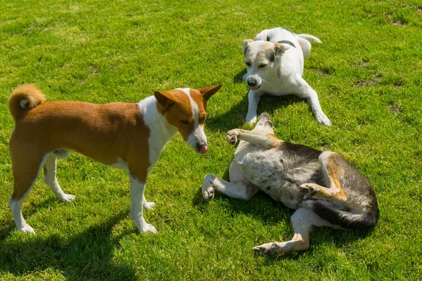 Mature basenji male dog and white mixed breed  young male dog playing with black  mixed breed young female dog on a fresh lawn at spring season