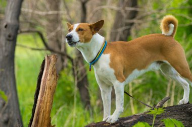 Mature Basenji dog looking around standing on a tree branch and watching out at spring season 