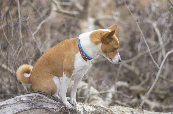 Basenji Hond Zittend Een Witte Populier Tak Bij Vroege Voorjaar — Stockfoto