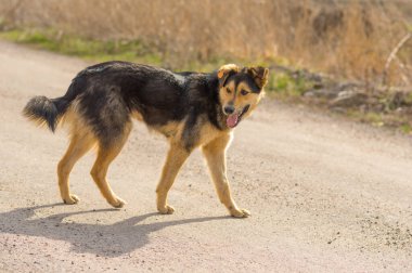 Pozitif sokak köpeği bir sokakta yürümek güneşli gün