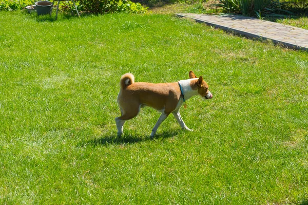 秋天里阳光明媚的时候 巴森吉狗在绿色的草坪上散步 — 图库照片