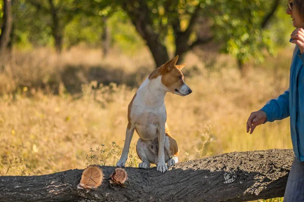 Retrato Perro Basenji Salvaje Sentado Rama Del Árbol Esperando Amo —  Fotos de Stock