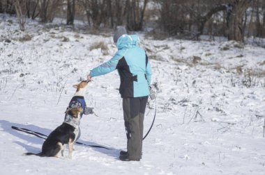 Bsenji köpeği şapkasıyla besleyen kadın üstat karın üzerinde duruyor. Sırada melez köpek var.. 