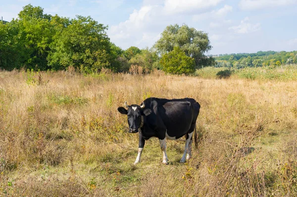 Vache Noire Blanche Enchaînée Sur Prairie Automnale Regardant Avec Intérêt — Photo