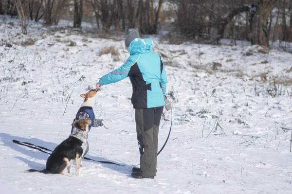Frauchen Füttert Bsenji Hundemütze Die Auf Den Hinterbeinen Auf Dem — Stockfoto