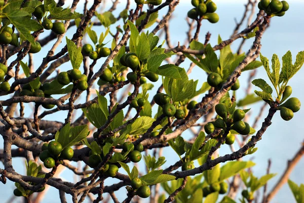 Malé Zelené Plody Fíkovníku — Stock fotografie