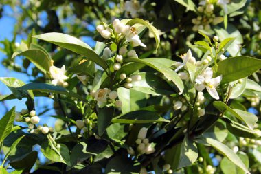 İlkbaharda açan portakal ağacı