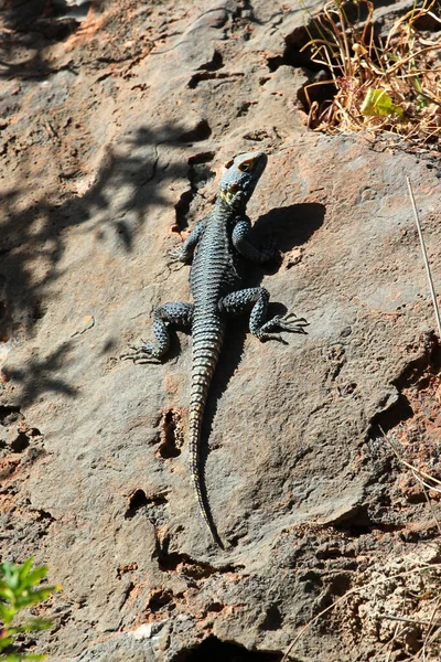 stock image Roughtail Rock Agama, or Stellagama stellio lizard on a rock, Turkey