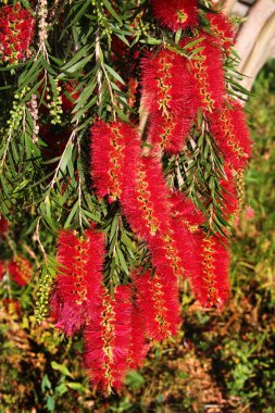 Şişe fırçası çiçeği, veya Callistemon linearis, ilkbaharda çiçek açar.