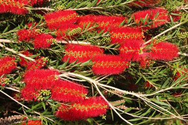 Şişe fırçası çiçeği, veya Callistemon linearis, ilkbaharda çiçek açar.