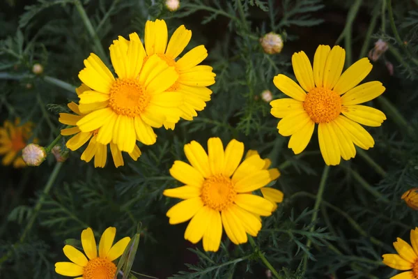 데이지 그라스 코로나 초원에 봄철에는 노란색을 — 스톡 사진