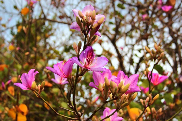 Orchidea Vagy Bauhinia Variegata Virágok Virágzó Tavasszal — Stock Fotó