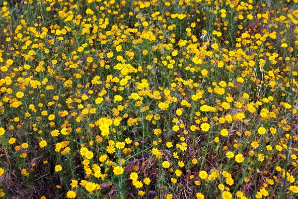Crown Daisy Glebionis Coronaria Flowers Meadow Желтый Съедобный Хризантем Весной — стоковое фото
