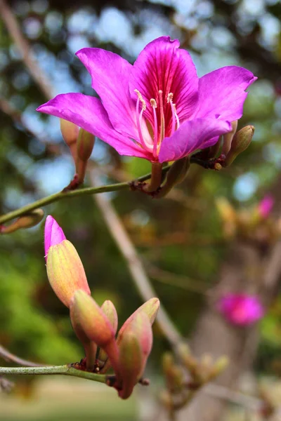 Orchid Tree Bauhinia Variegata Flowers Blossom Springtime — Photo