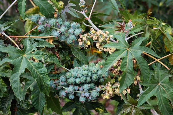 Hint yağı fabrikası, ya da yazın Ricinus komünü.