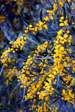 Küçük Filipin akasyası ya da Akasya ağaçtaki sarı çiçekler