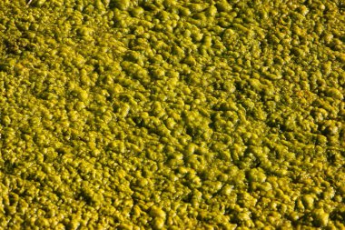 Bir göletin yüzeyindeki Cladophora yeşil yosunları 