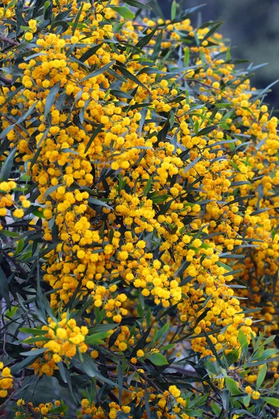 小さなフィリピンのアカシア またはアカシアは木の上に黄色の花を告白する — ストック写真