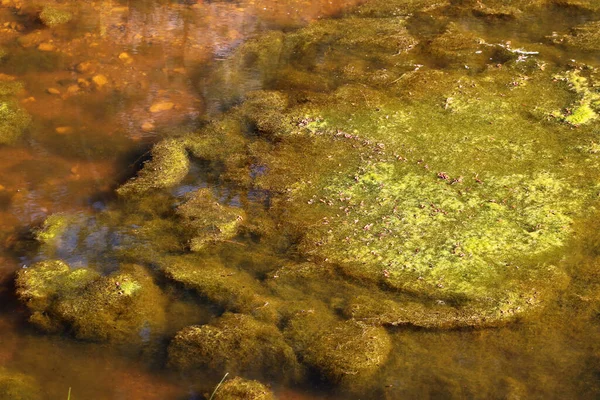 Cladophora Green Algae Pond Surface — Stock Photo, Image